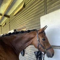 dressage horse Daria (Hanoverian, 2017, from DSP de Sandro)