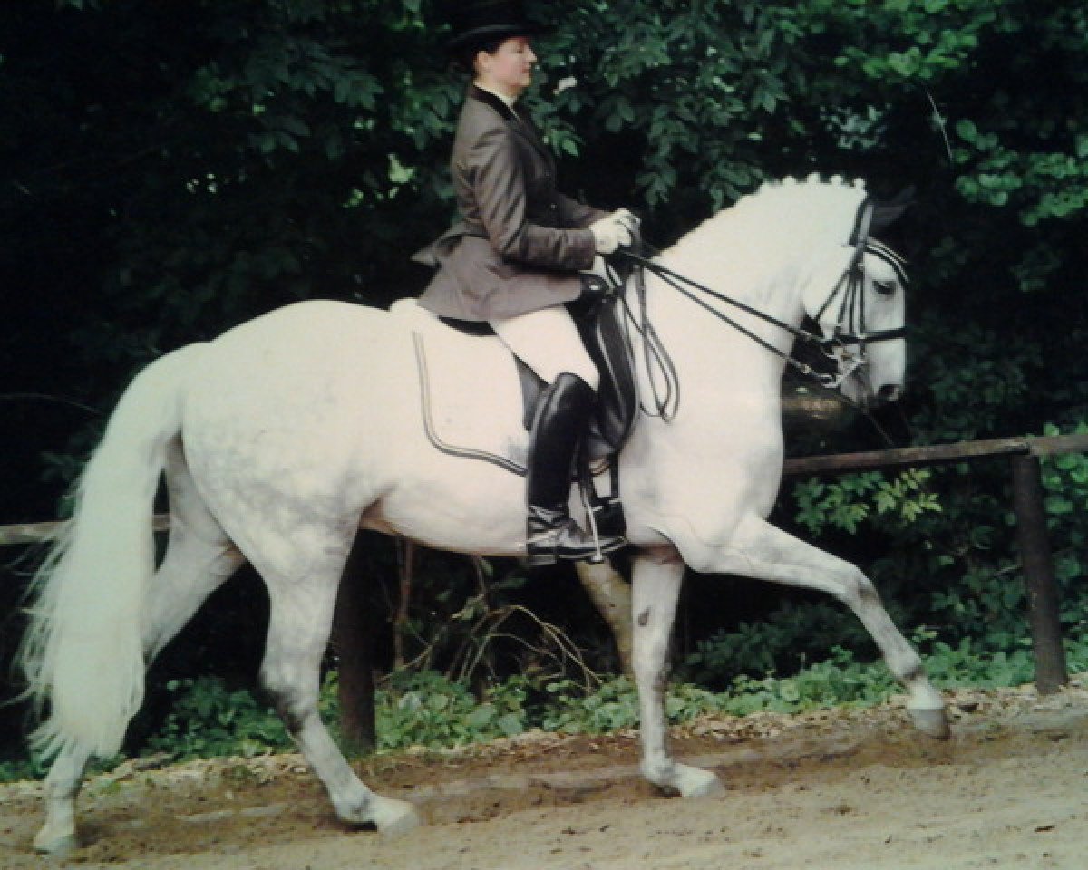 dressage horse Make Me Smile 2 (New Forest Pony, 2001, from Frisian Forest Marco Polo)