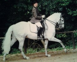 dressage horse Make Me Smile 2 (New Forest Pony, 2001, from Frisian Forest Marco Polo)