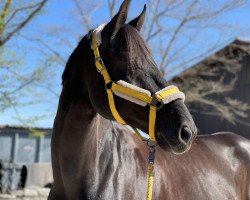 dressage horse Black Diamond In The Sky (Oldenburg, 2013, from Bretton Woods)