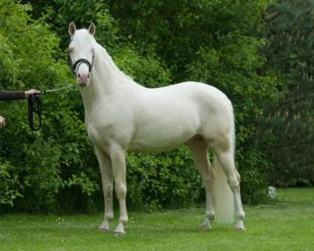 stallion Don Cremello du Bois (Nederlands Rijpaarden en Pony, 2007, from Der Harlekin B)
