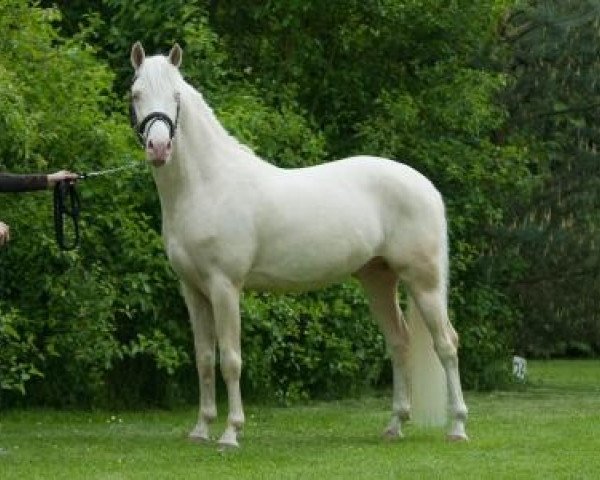 stallion Don Cremello du Bois (Nederlands Rijpaarden en Pony, 2007, from Der Harlekin B)