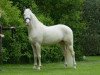 stallion Don Cremello du Bois (Nederlands Rijpaarden en Pony, 2007, from Der Harlekin B)