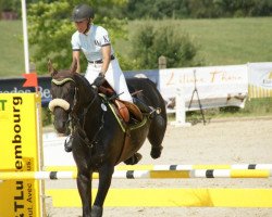 horse Milano Nero (Hanoverian, 2003, from Metternich)