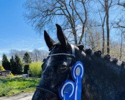 dressage horse Magic Winsome (Irish Sport Horse, 2012, from Coolawinna Magic)