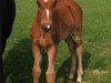 dressage horse Desiderio Mio 3 (Westphalian, 2013, from Depeche Mode)