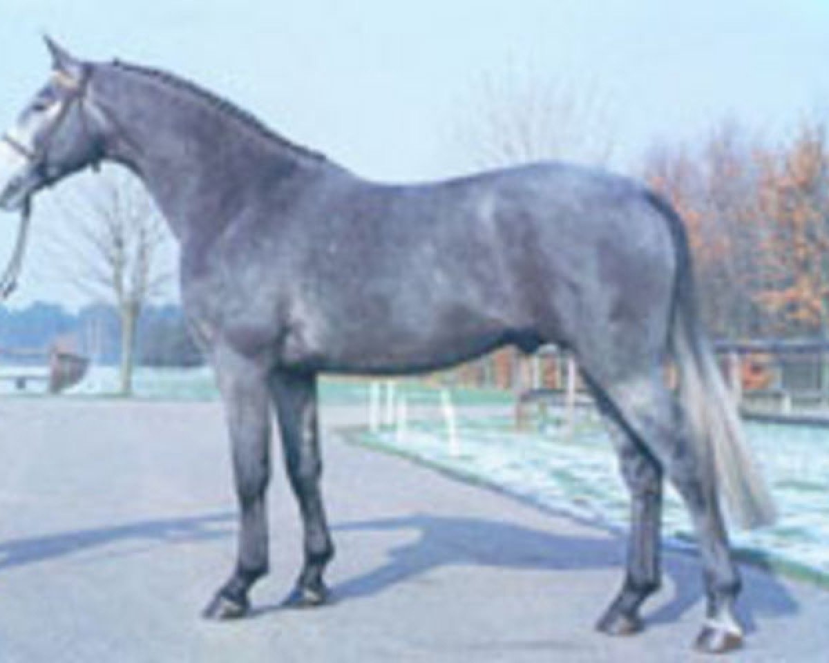stallion Attack Z (Hanoverian, 1980, from Alme)
