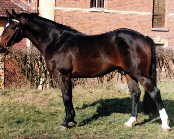 horse Bentley (Royal Warmblood Studbook of the Netherlands (KWPN), 1983, from Purioso)