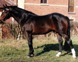 Deckhengst Bentley (KWPN (Niederländisches Warmblut), 1983, von Purioso)