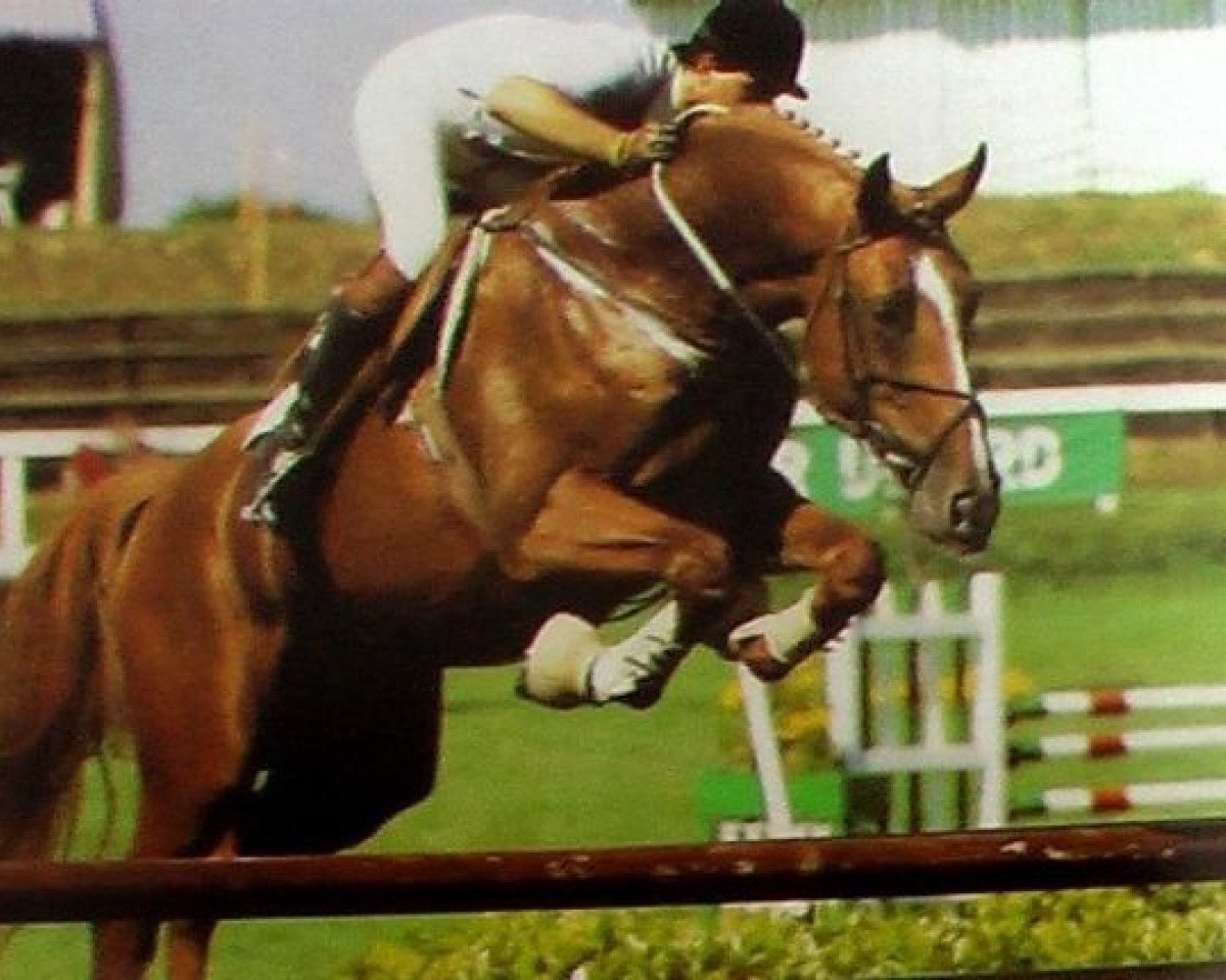 stallion Quiniou (Selle Français, 1982, from Galoubet A)