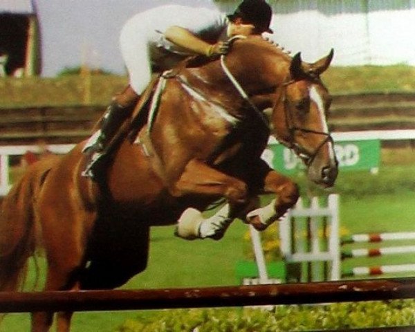 stallion Quiniou (Selle Français, 1982, from Galoubet A)