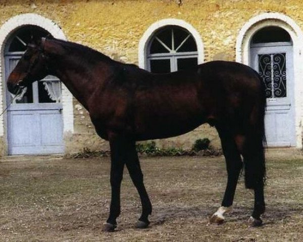 stallion Jouan de Frely AA (Anglo-Arabs, 1975, from Vidoc AA)