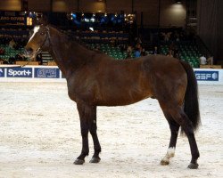 stallion Veloce de Favi AA (Anglo-Arabs, 1989, from Jouan de Frely AA)