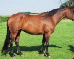 broodmare Kyrielle de Here AA (Anglo-Arabs, 1998, from Veloce de Favi AA)