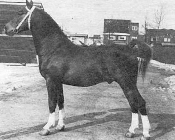 Pferd Sirius (Gelderländer, 1953, von Nassau 1078)