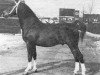 Pferd Sirius (Gelderländer, 1953, von Nassau 1078)