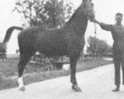 broodmare Avilina (Gelderland, 1959, from Sirius)