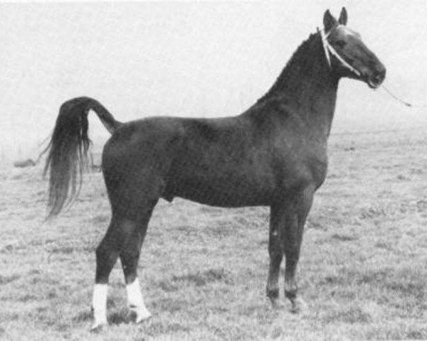 stallion Marconi (Tuigpaarden, 1971, from Indiaan)