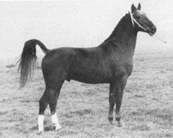 Deckhengst Marconi (Tuigpaarden, 1971, von Indiaan)