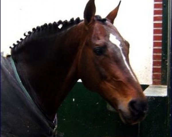 stallion Silvio II (Oldenburg, 1990, from Sandro)