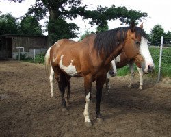 Deckhengst Ma Sure To Win (Paint Horse, 1992, von Sure Grand)