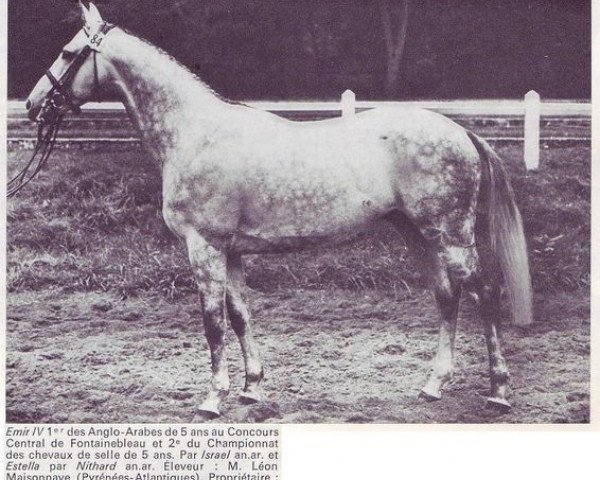 stallion Emir IV AA (Anglo-Arabs, 1970, from Israel AA)