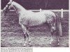 stallion Emir IV AA (Anglo-Arabs, 1970, from Israel AA)