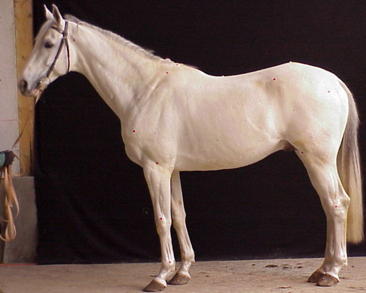 Deckhengst Quercus du Maury AA (Anglo-Araber, 1992, von Quatar de Plape AA)