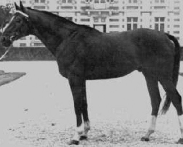 stallion Francilius xx (Thoroughbred, 1961, from Philius xx)
