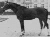 stallion Francilius xx (Thoroughbred, 1961, from Philius xx)