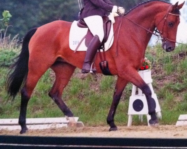 broodmare Donna Princess Sparkle (Westphalian, 2002, from Damiani)