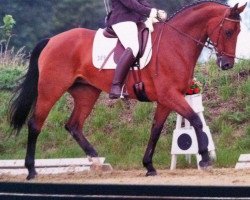 broodmare Donna Princess Sparkle (Westphalian, 2002, from Damiani)