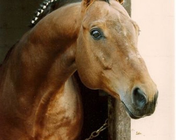 stallion Panchero AA (Anglo-Arabs, 1982, from Pancho II AA)