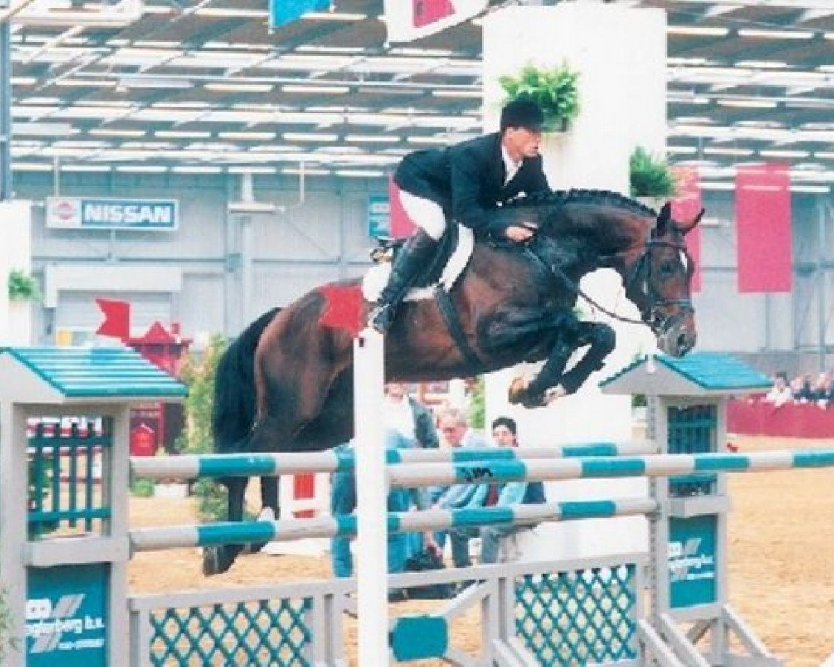 Deckhengst Ircolando (KWPN (Niederländisches Warmblut), 1990, von Casimir)