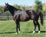 stallion Kafwain xx (Thoroughbred, 2000, from Cherokee Run xx)