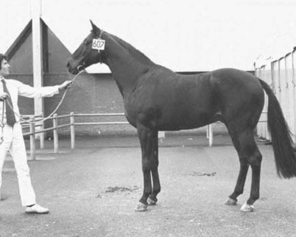 stallion Afrikaner xx (Thoroughbred, 1969, from Beribot xx)