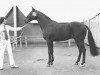 stallion Afrikaner xx (Thoroughbred, 1969, from Beribot xx)