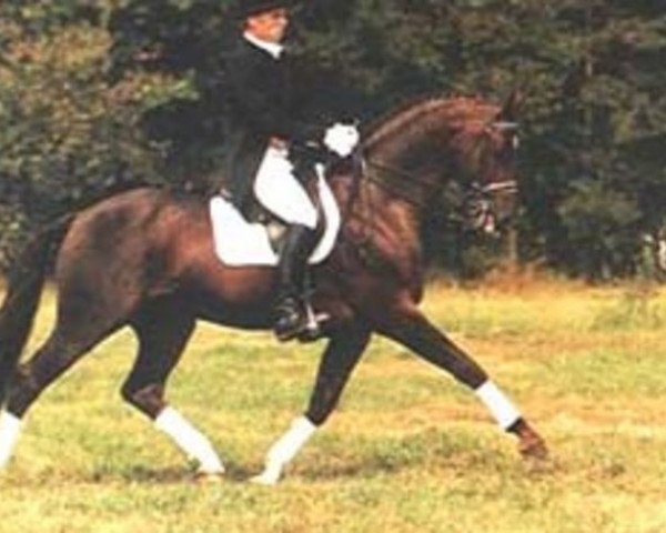stallion Variant (KWPN (Royal Dutch Sporthorse), 1979, from Afrikaner xx)
