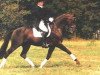 stallion Variant (KWPN (Royal Dutch Sporthorse), 1979, from Afrikaner xx)