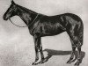 stallion Dark Legend xx (Thoroughbred, 1914, from Dark Ronald xx)