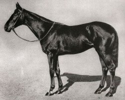 stallion Dark Legend xx (Thoroughbred, 1914, from Dark Ronald xx)