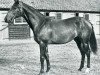 stallion Sayajirao xx (Thoroughbred, 1944, from Nearco xx)