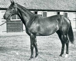 stallion Sayajirao xx (Thoroughbred, 1944, from Nearco xx)