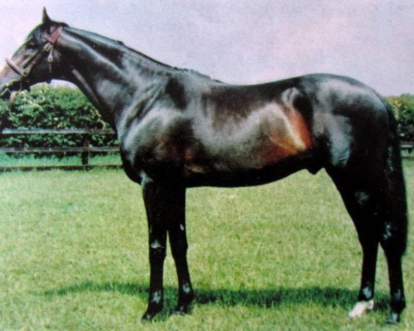 stallion I Say xx (Thoroughbred, 1962, from Sayajirao xx)