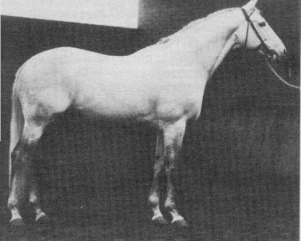 stallion Wahtamin xx (Thoroughbred, 1969, from I Say xx)