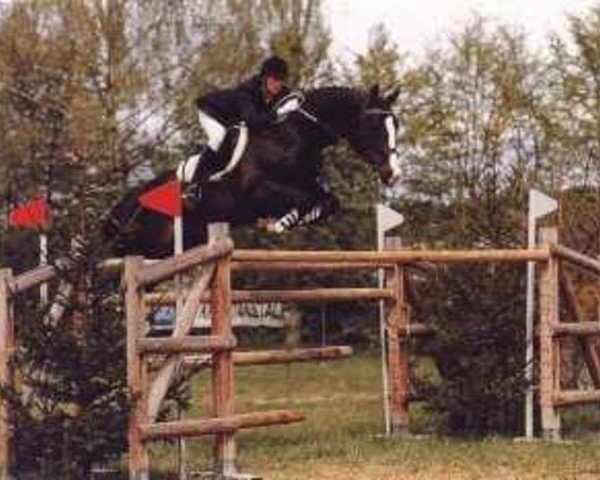 stallion Sandrigo (Dutch Warmblood, 1980, from Farn)