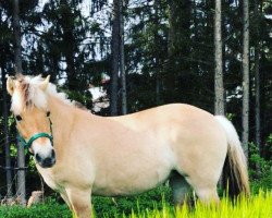 broodmare Mary Poppins (Fjord Horse, 2010, from Dylan)