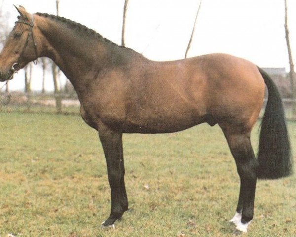 Deckhengst Triton (Koninklijk Warmbloed Paardenstamboek Nederland (KWPN), 1977, von Erdball xx)