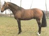 stallion Triton (Dutch Warmblood, 1977, from Erdball xx)