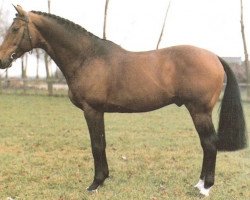 Deckhengst Triton (KWPN (Niederländisches Warmblut), 1977, von Erdball xx)